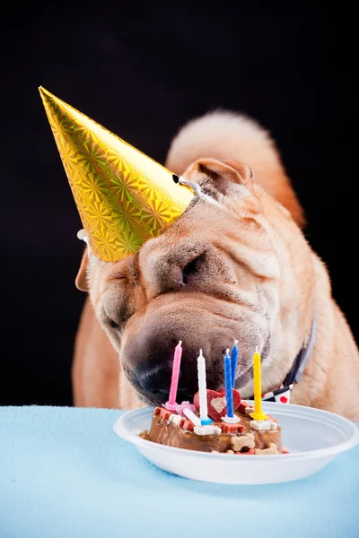 Sharpei cão comemorando aniversário — Fotografia de Stock