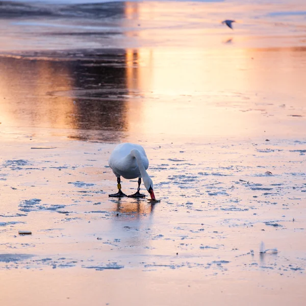 Zwaan — Stockfoto