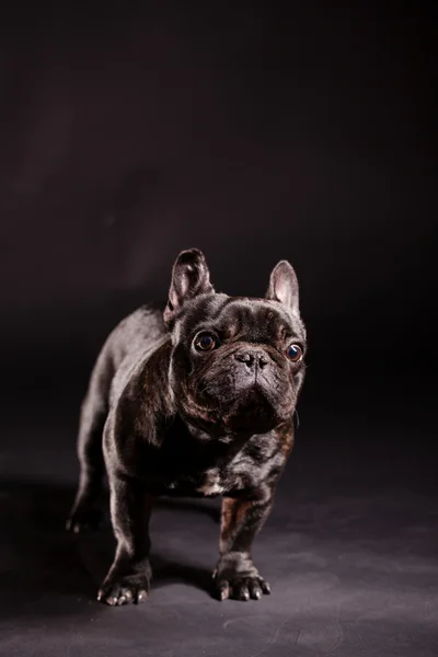 Franse bulldog — Stockfoto