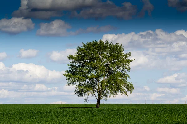 Árvore solitária — Fotografia de Stock