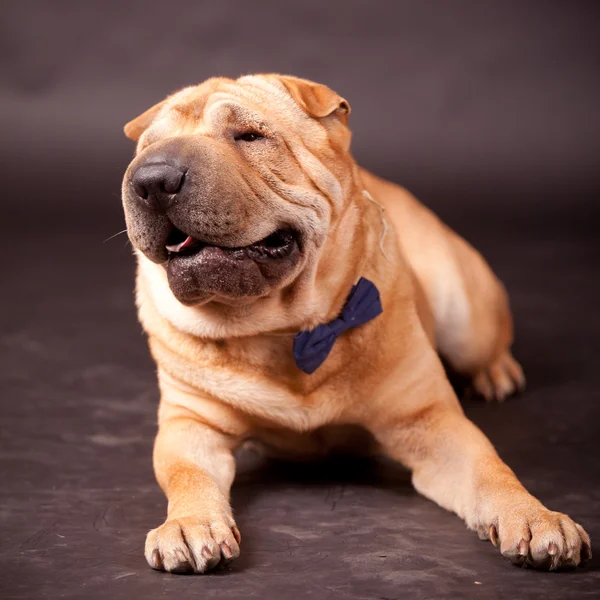 Sharpei köpek Studio — Stok fotoğraf