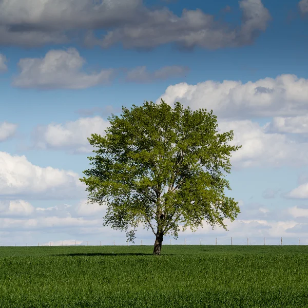 Árvore solitária — Fotografia de Stock