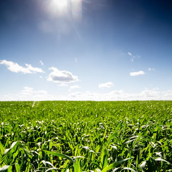 Campo de maíz verde — Foto de Stock