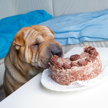 sharpei köpek ile pasta
