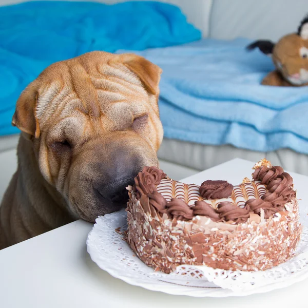 Sharpei cão com bolo — Fotografia de Stock