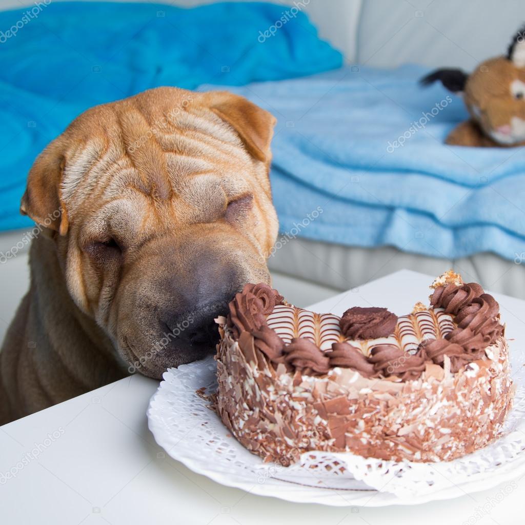 dog chocolate cake