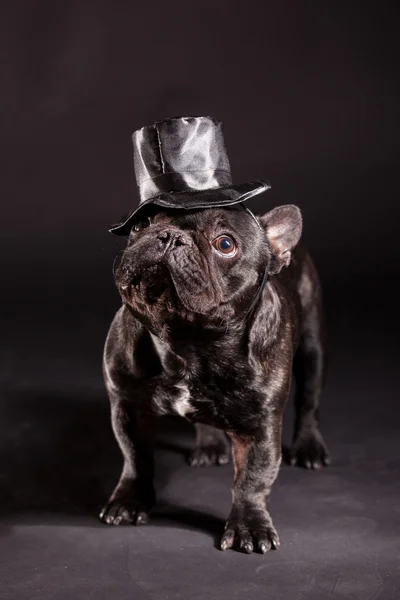 Elegante bulldog francés —  Fotos de Stock