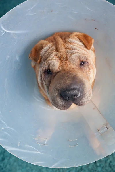 Sharpei dog wearing a protective veterinary collar — Stock Photo, Image