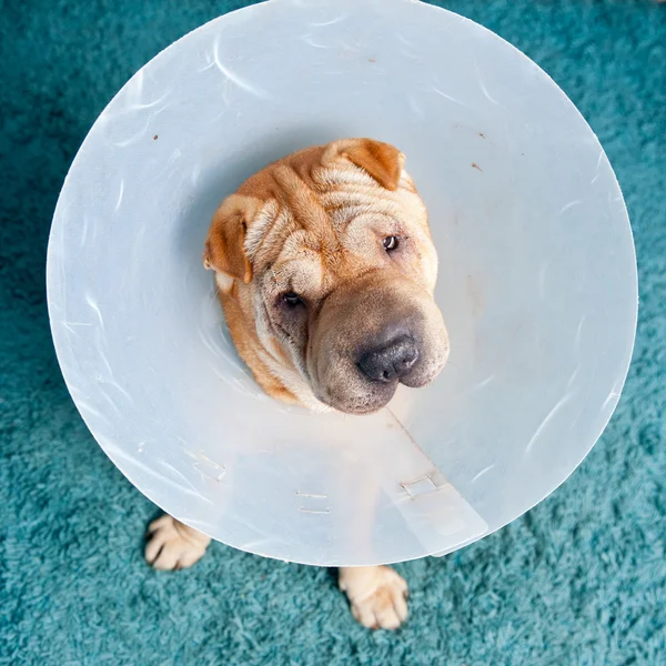 Sharpei köpek koruyucu veteriner tasma takmış — Stok fotoğraf