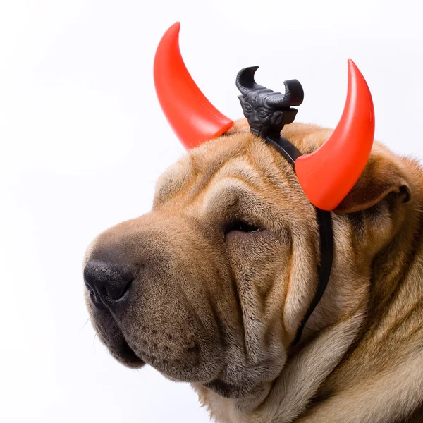 Sharpei dog — Stock Photo, Image