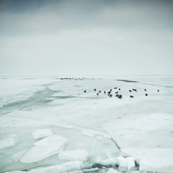 Icy lake — Stock Photo, Image