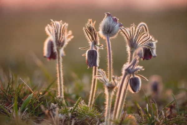 Zwarte pulsatilla — Stockfoto