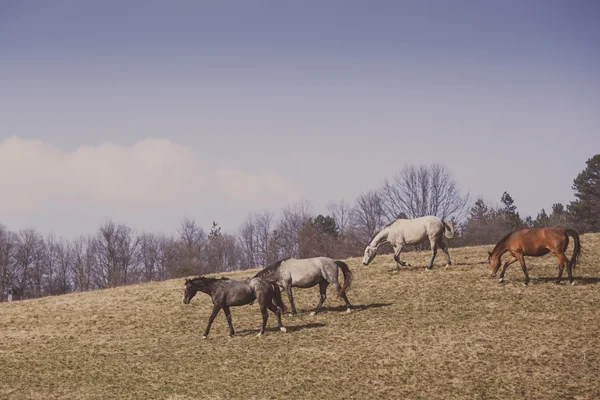Vackra hästar — Stockfoto