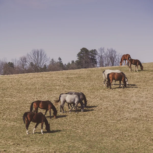 Belos cavalos — Fotografia de Stock