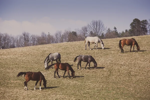 Hermosos caballos — Foto de Stock