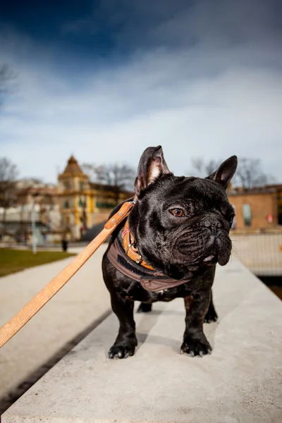 Franse bulldog — Stockfoto