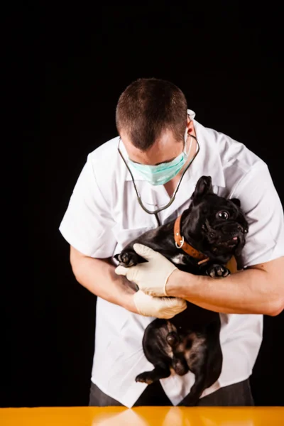 Animal doctor — Stock Photo, Image