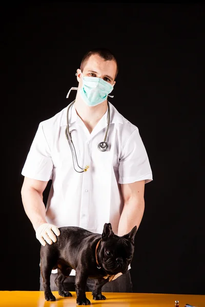 Animal doctor — Stock Photo, Image