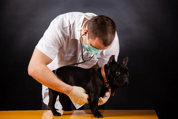 動物の医者 — ストック写真