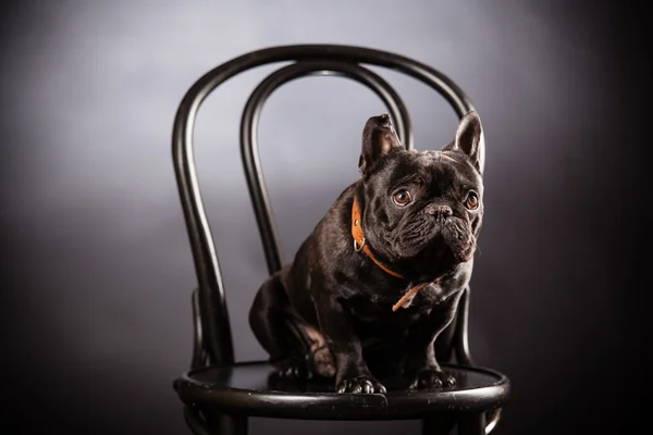 French bulldog — Stock Photo, Image