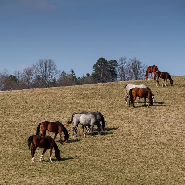 Hermosos caballos — Foto de Stock