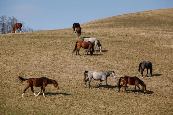 Vackra hästar — Stockfoto