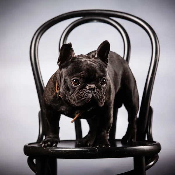 French bulldog — Stock Photo, Image