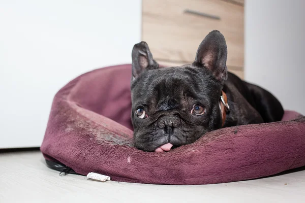 Bulldog francês cansado — Fotografia de Stock