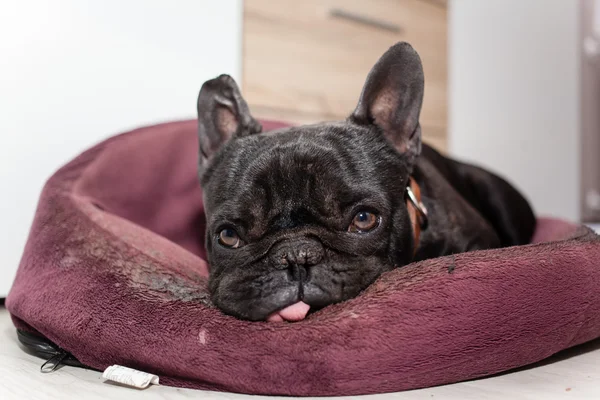 Trött fransk bulldog — Stockfoto