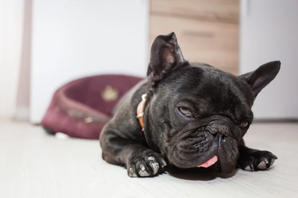 Tired french bulldog — Stock Photo, Image