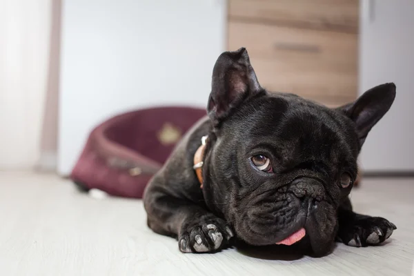 Väsynyt ranskalainen bulldog — kuvapankkivalokuva