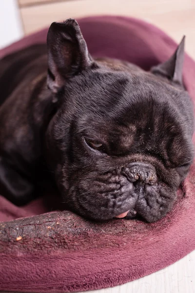 Trött fransk bulldog — Stockfoto