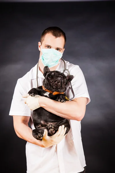 Animal doctor — Stock Photo, Image