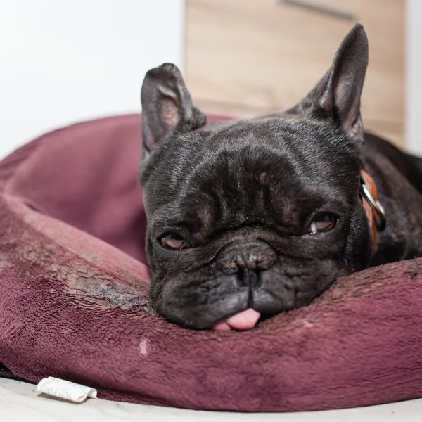 Tired french bulldog — Stock Photo, Image