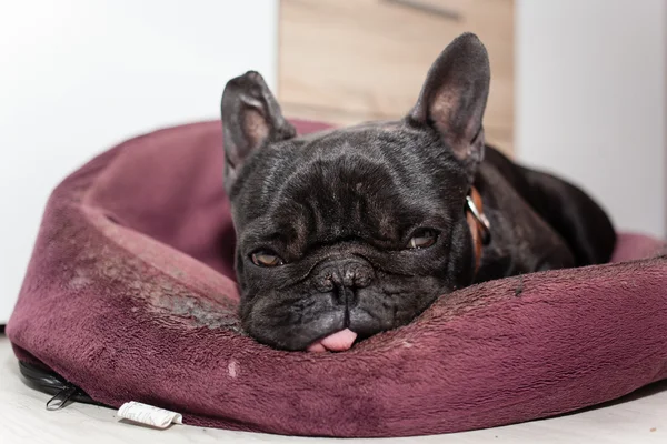 Trött fransk bulldog — Stockfoto