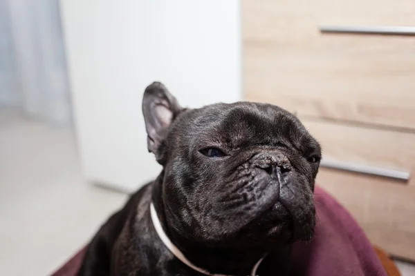 Moe Franse bulldog — Stockfoto