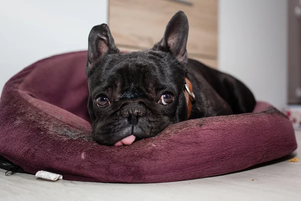 Moe Franse bulldog — Stockfoto