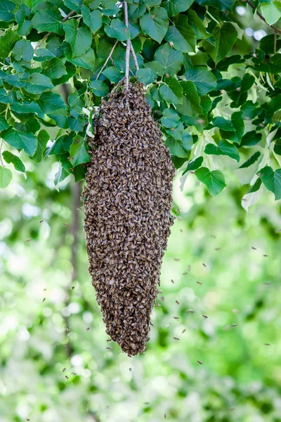 Swarm of bees — Stock Photo, Image