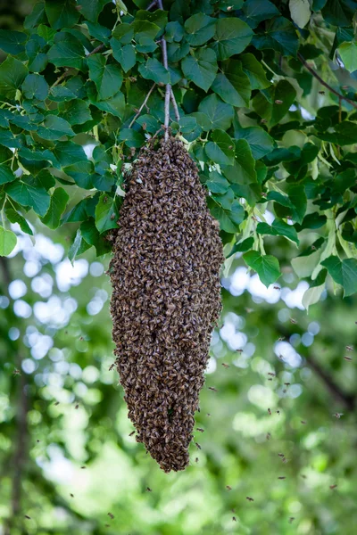 Swarm of bees — Stock Photo, Image