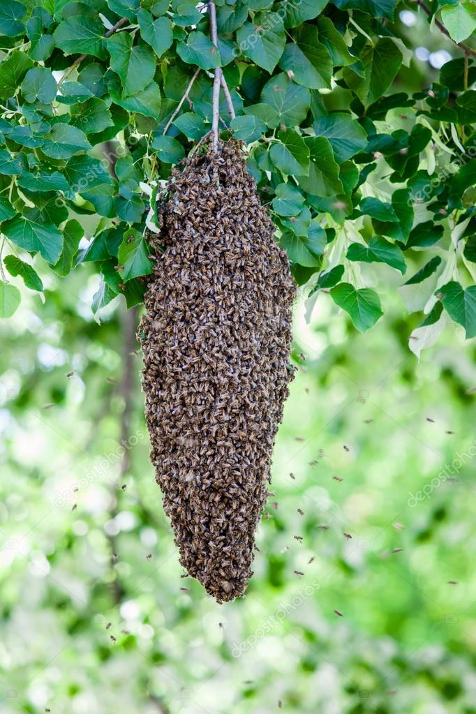 Swarm of bees — Stock Photo © csakisti 74257349