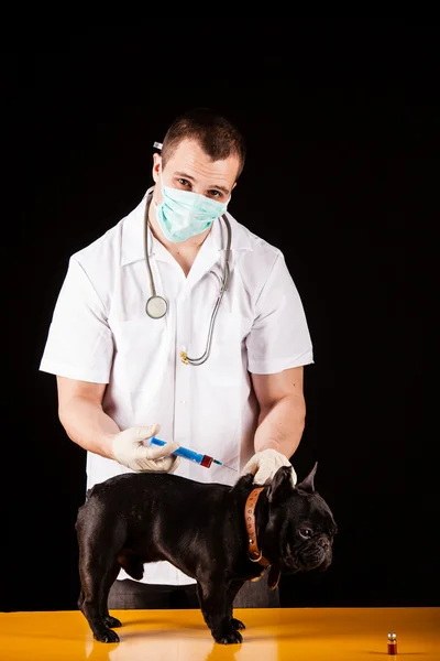 Animal doctor — Stock Photo, Image