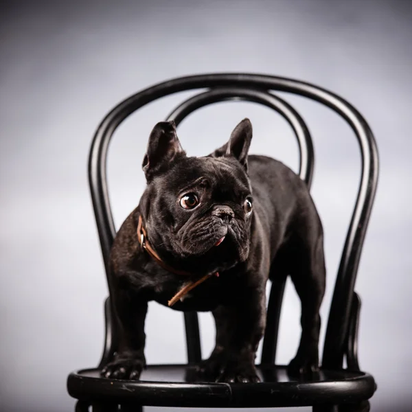 French bulldog — Stock Photo, Image