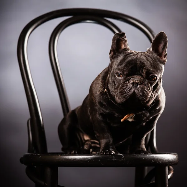 Franse bulldog — Stockfoto