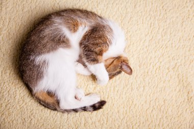 rahatlatıcı kedi