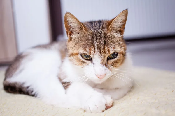 Rahatlatıcı kedi — Stok fotoğraf