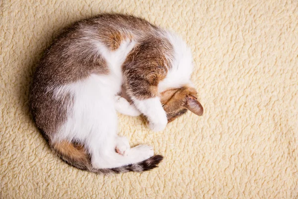 Entspannte Katze — Stockfoto