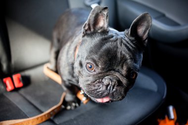 Fransız buldozer arabada