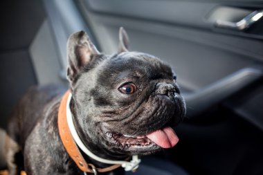 Fransız buldozer arabada