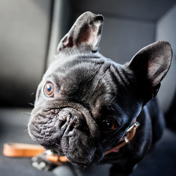 Franse bulldog in auto — Stockfoto