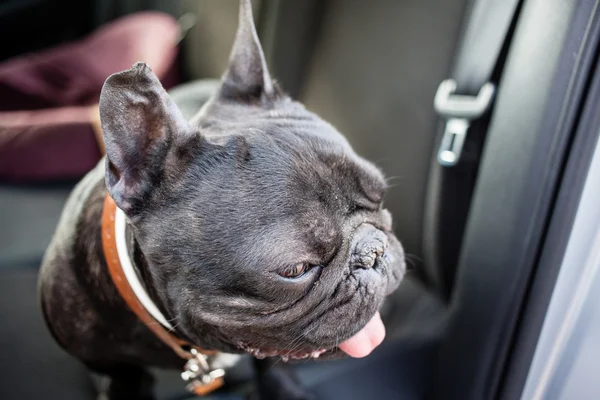 Franse bulldog in auto Stockfoto